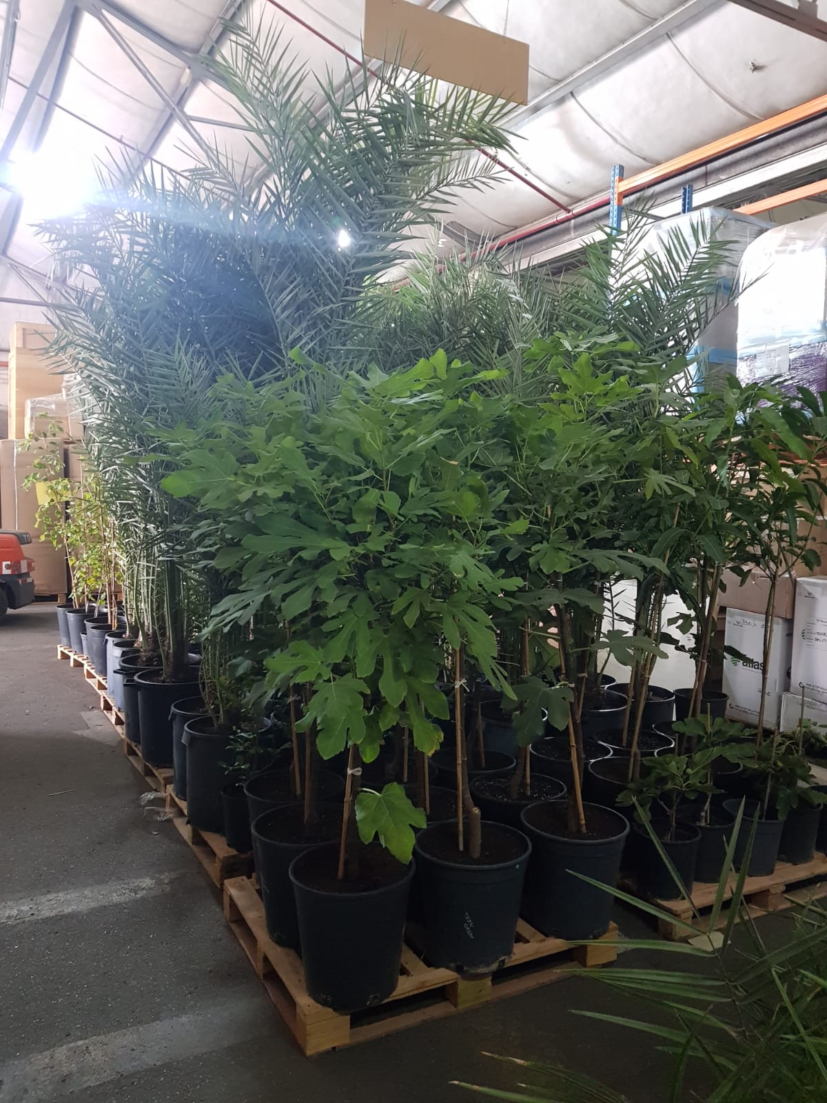 Botanical Relocation